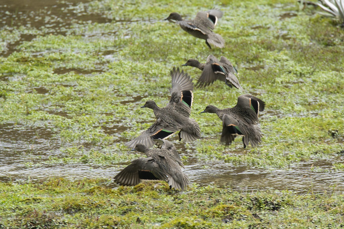 Andean Teal - ML593963861