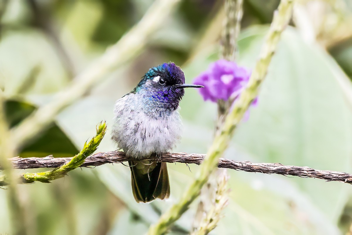 Violet-headed Hummingbird - ML593964291