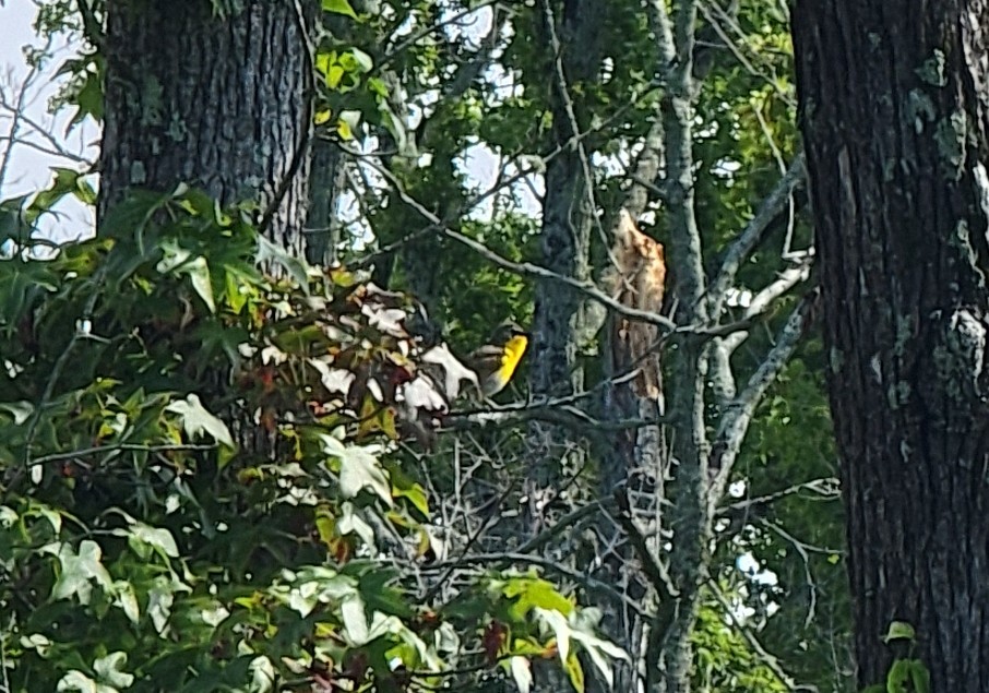 Yellow-breasted Chat - ML593964351