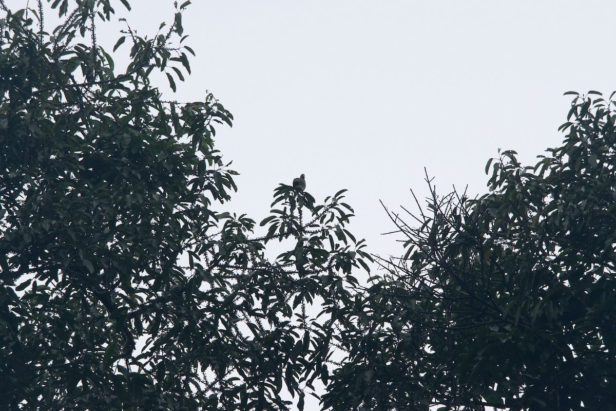 Thick-billed Green-Pigeon - ML593964761