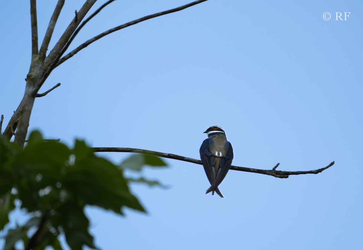 Whiskered Treeswift - ML593964891