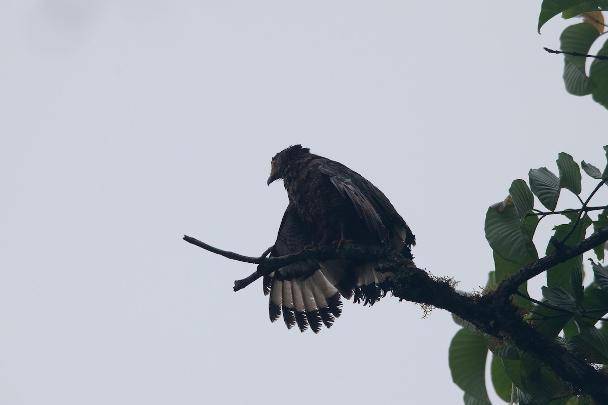 Crested Serpent-Eagle - ML593964981