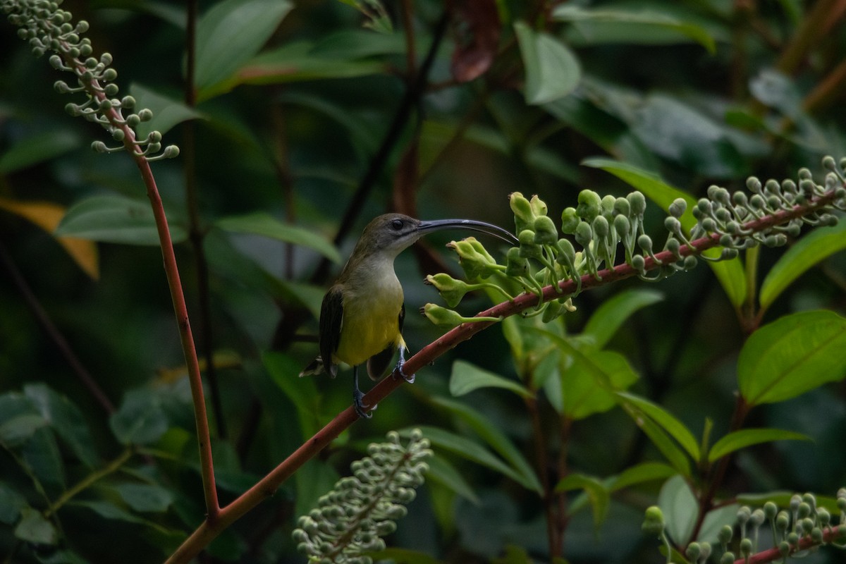 Little Spiderhunter - ML593964991