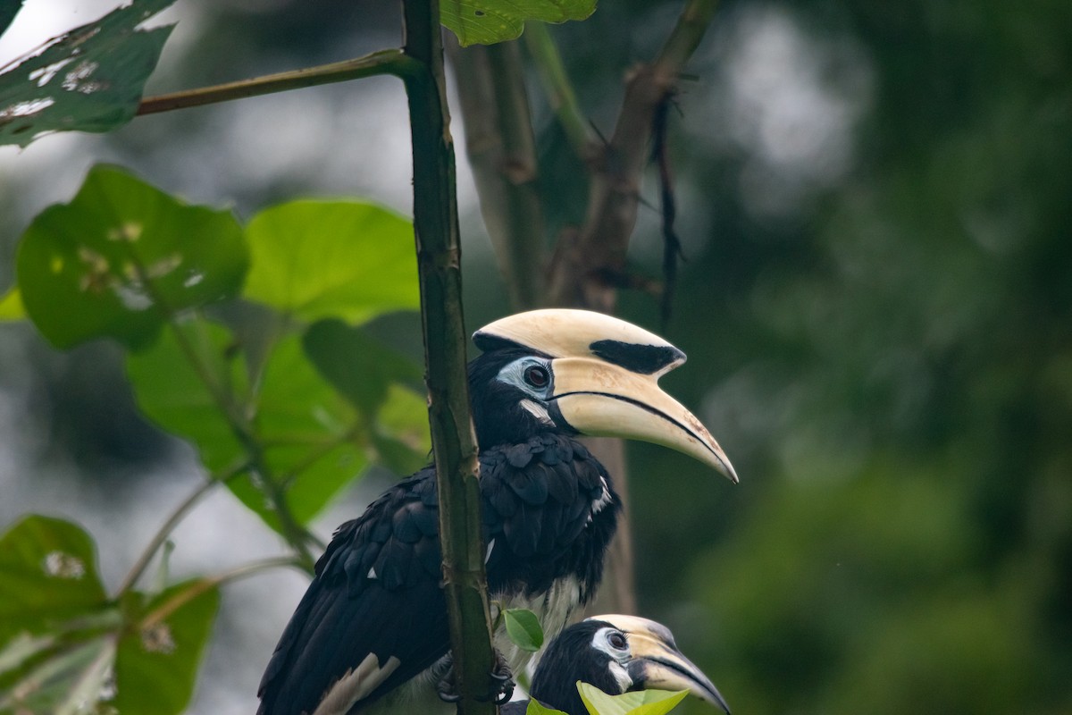 Oriental Pied-Hornbill - ML593965021