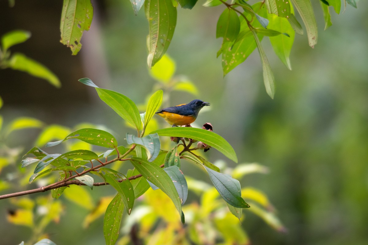 Orange-bellied Flowerpecker - ML593965041