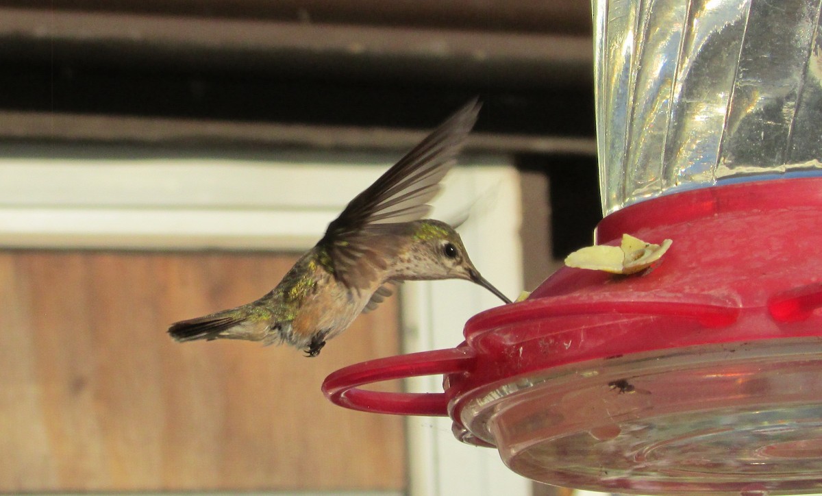 Calliope Hummingbird - ML593965111