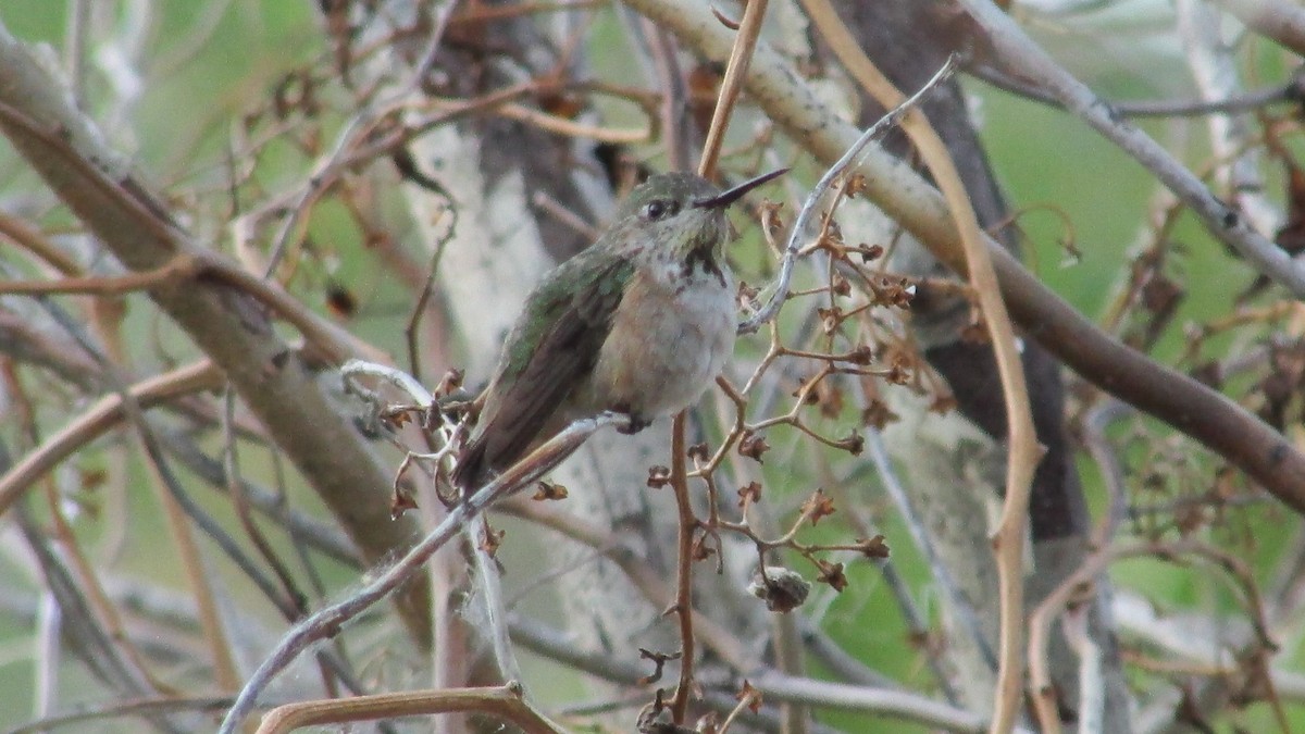 Colibrí Calíope - ML593965151