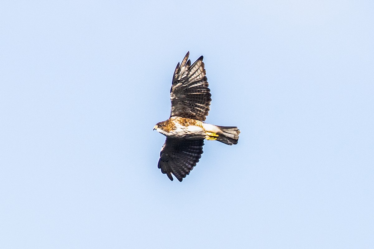 White-throated Hawk - ML593965611