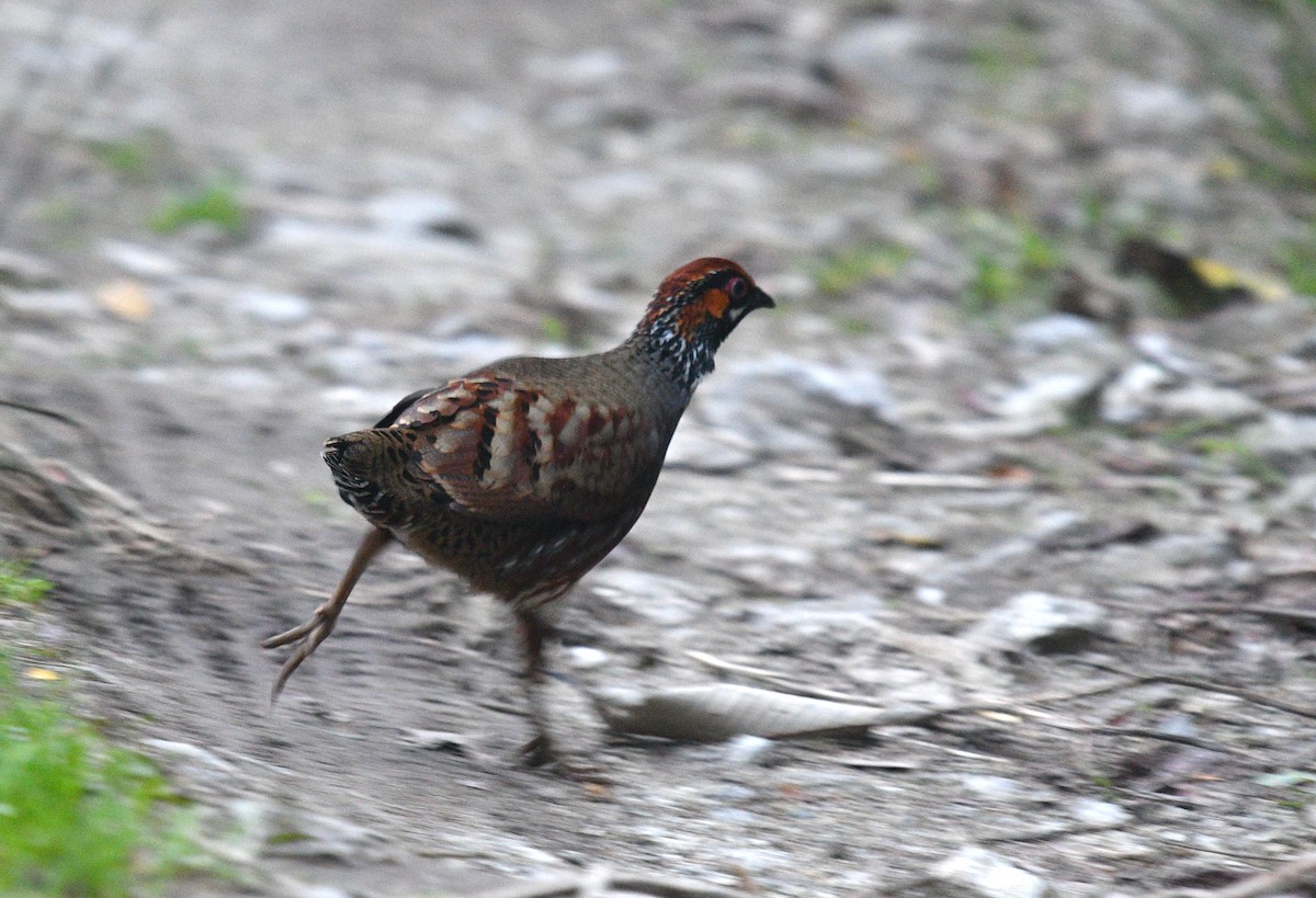 Hill Partridge - ML593966121