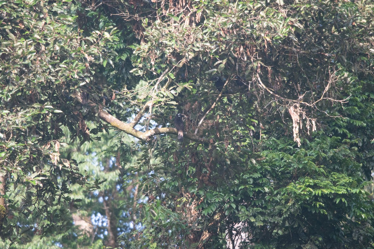 Bushy-crested Hornbill - ML593966221