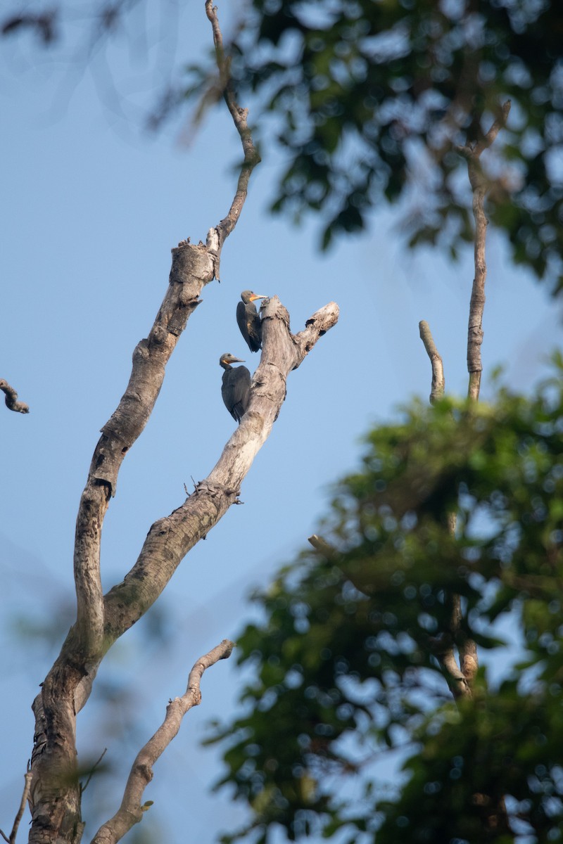 Great Slaty Woodpecker - ML593966261