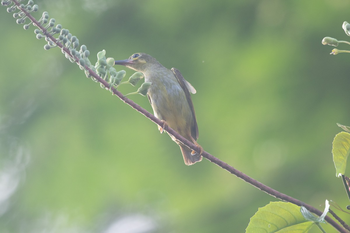 Spectacled Spiderhunter - ML593966361