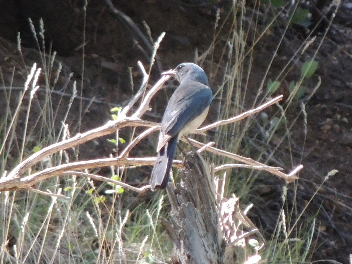 Mexican Jay - ML59396641