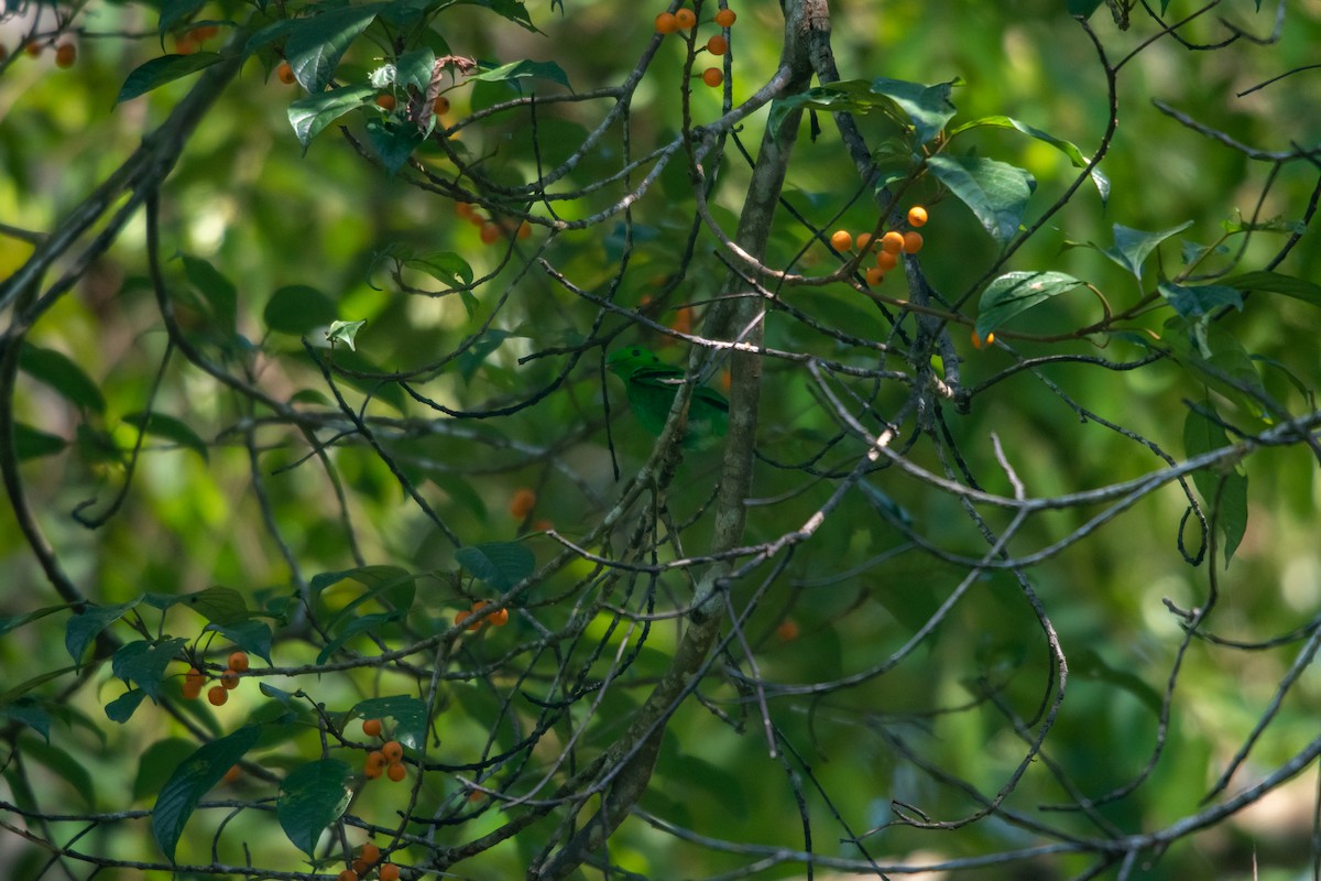 Green Broadbill - JJ Jackson