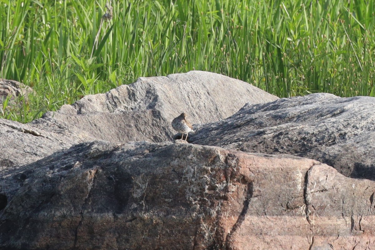 Spotted Sandpiper - ML593967481