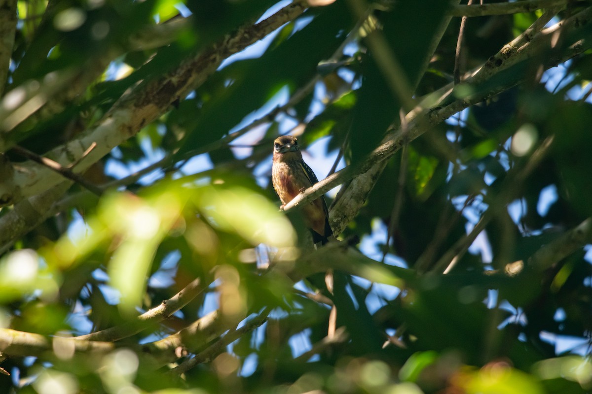 Banded Broadbill - JJ Jackson