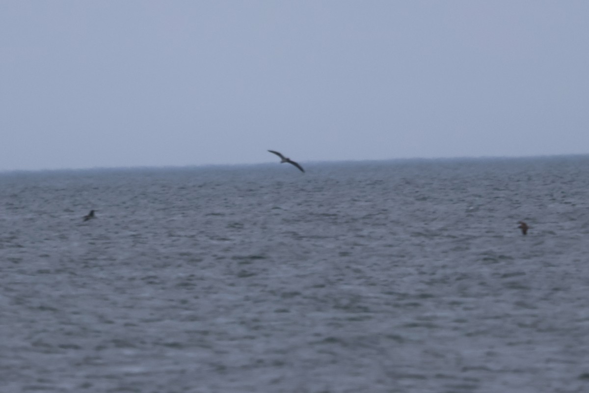 Cory's Shearwater (borealis) - ML593967581