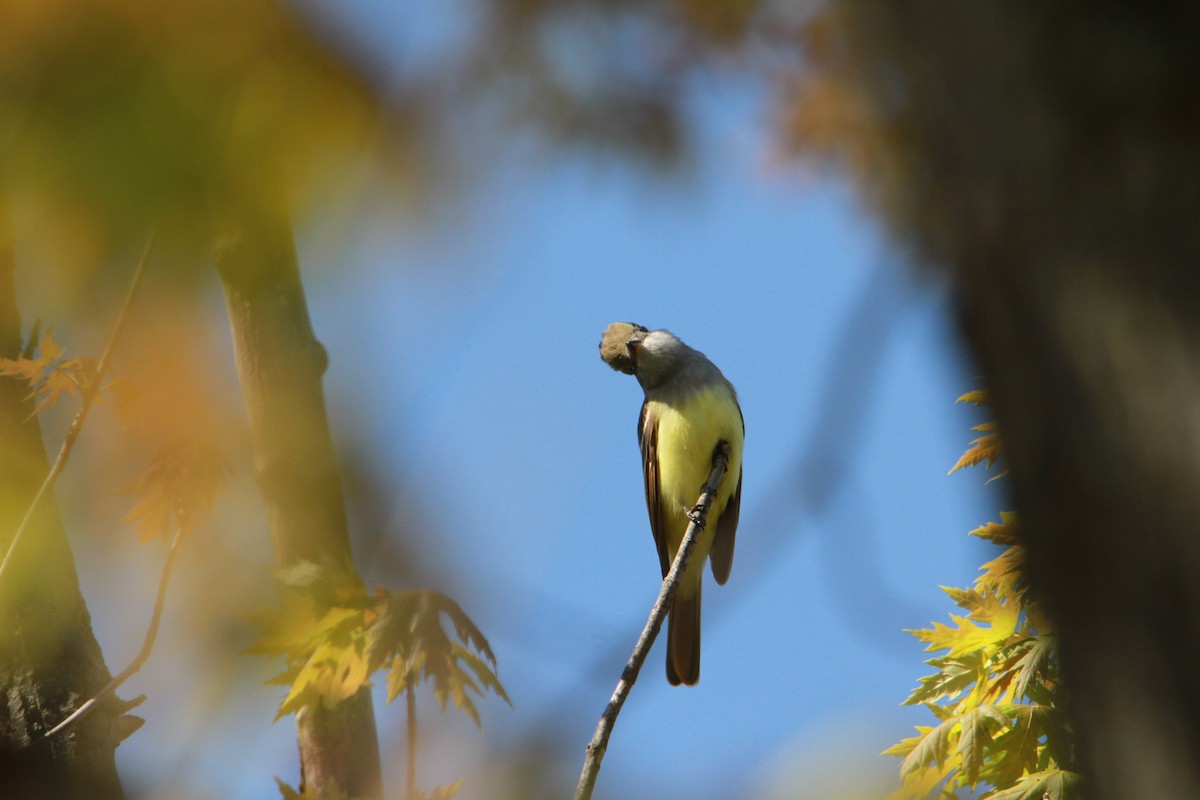 Great Crested Flycatcher - Paul and Tiina Payson