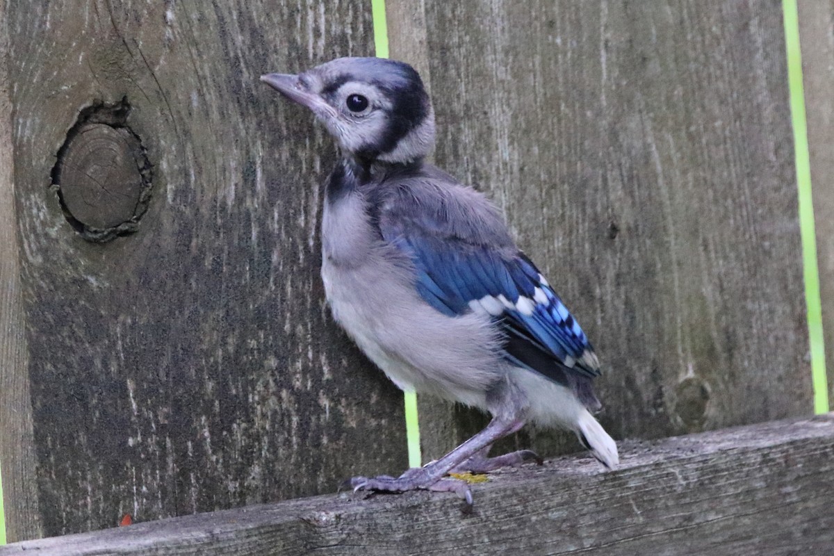 Blue Jay - Dave Brown