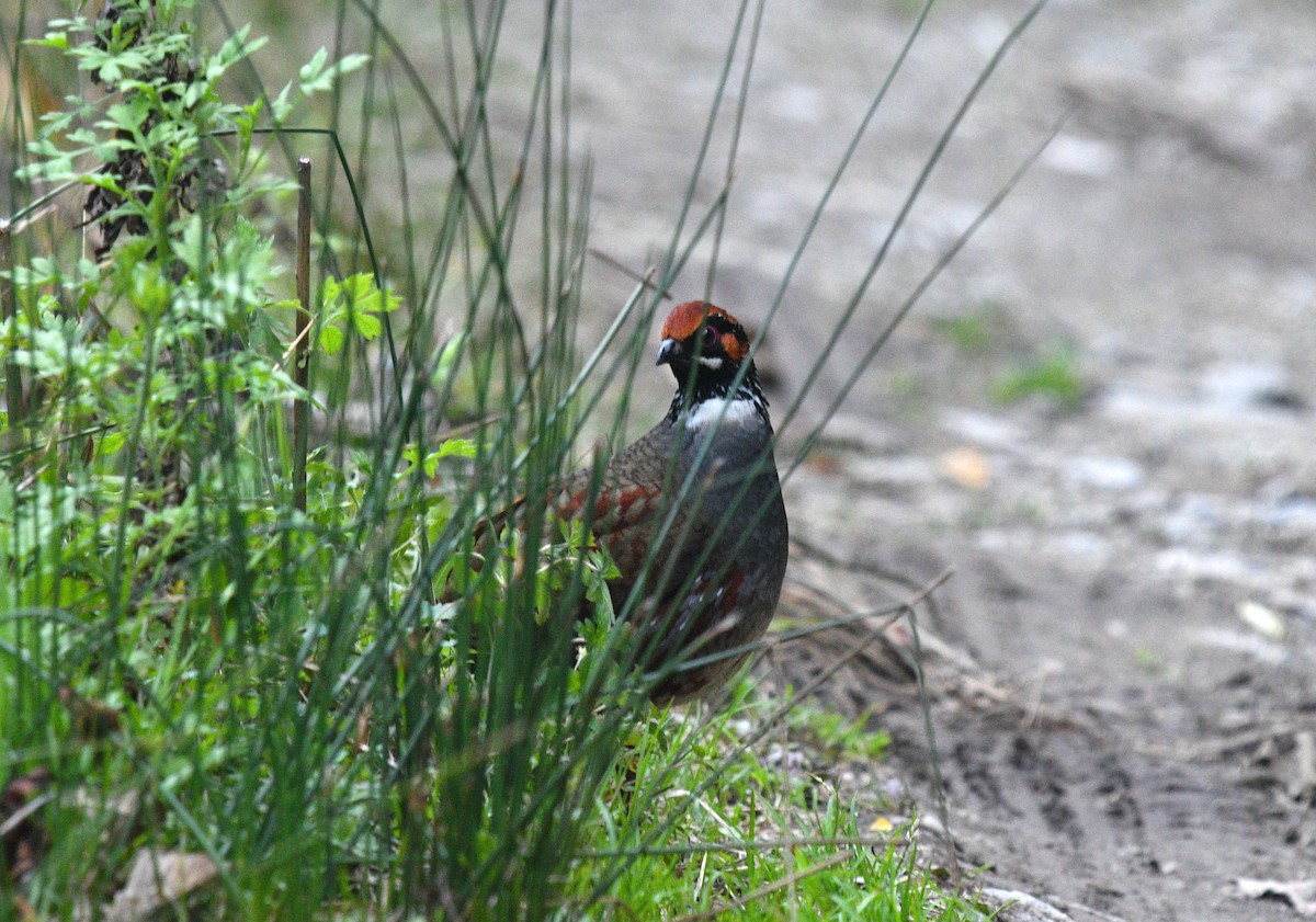 Hill Partridge - ML593970371