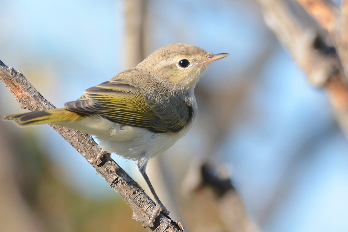 Eastern Bonelli's Warbler - Ergün Cengiz