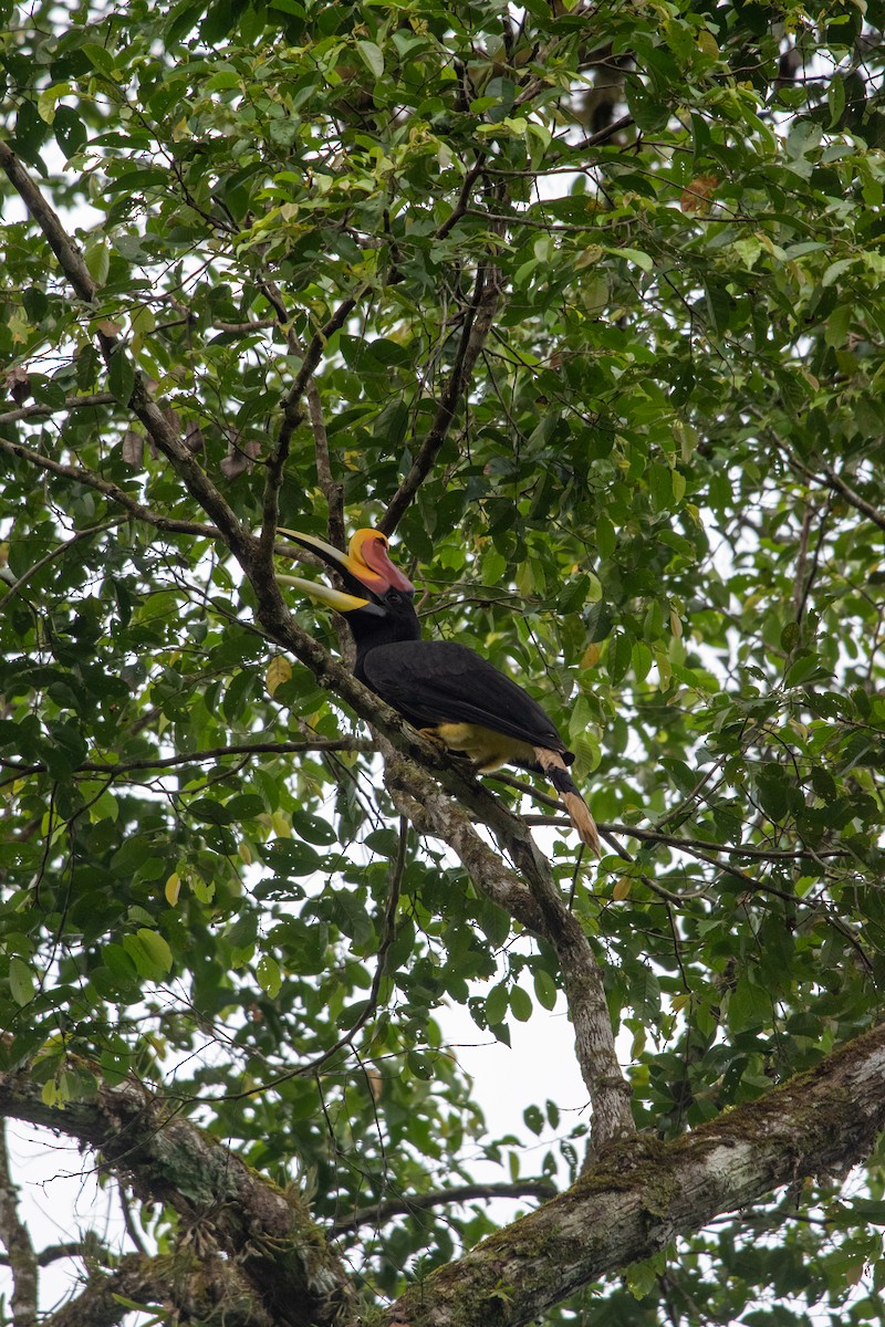 Rhinoceros Hornbill - ML593971331