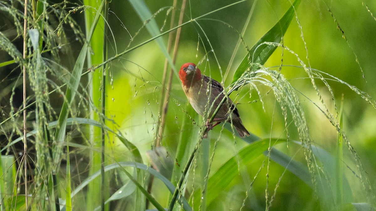 Red-headed Quelea - Mathurin Malby