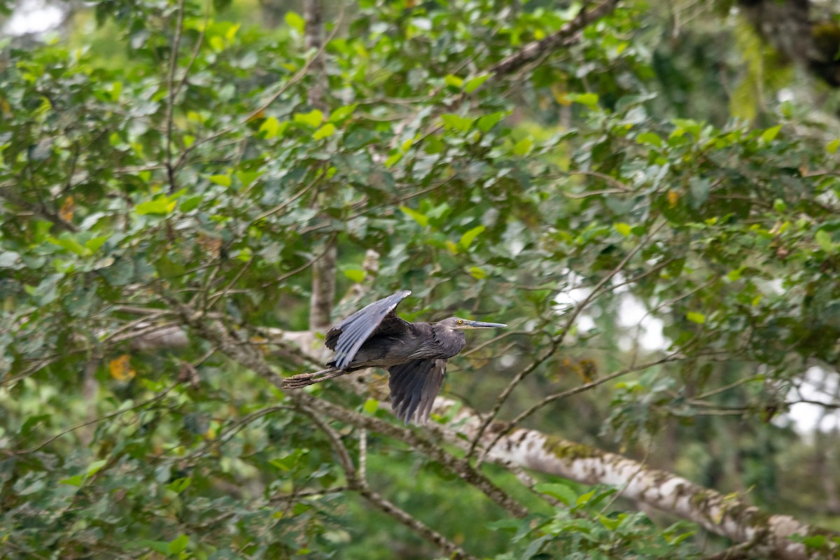 Great-billed Heron - JJ Jackson