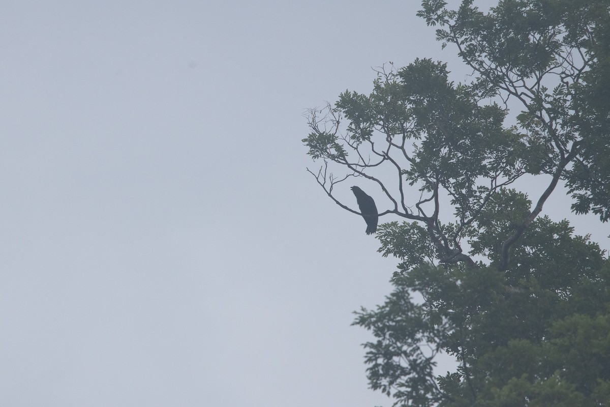 Black Magpie (Bornean) - ML593972581