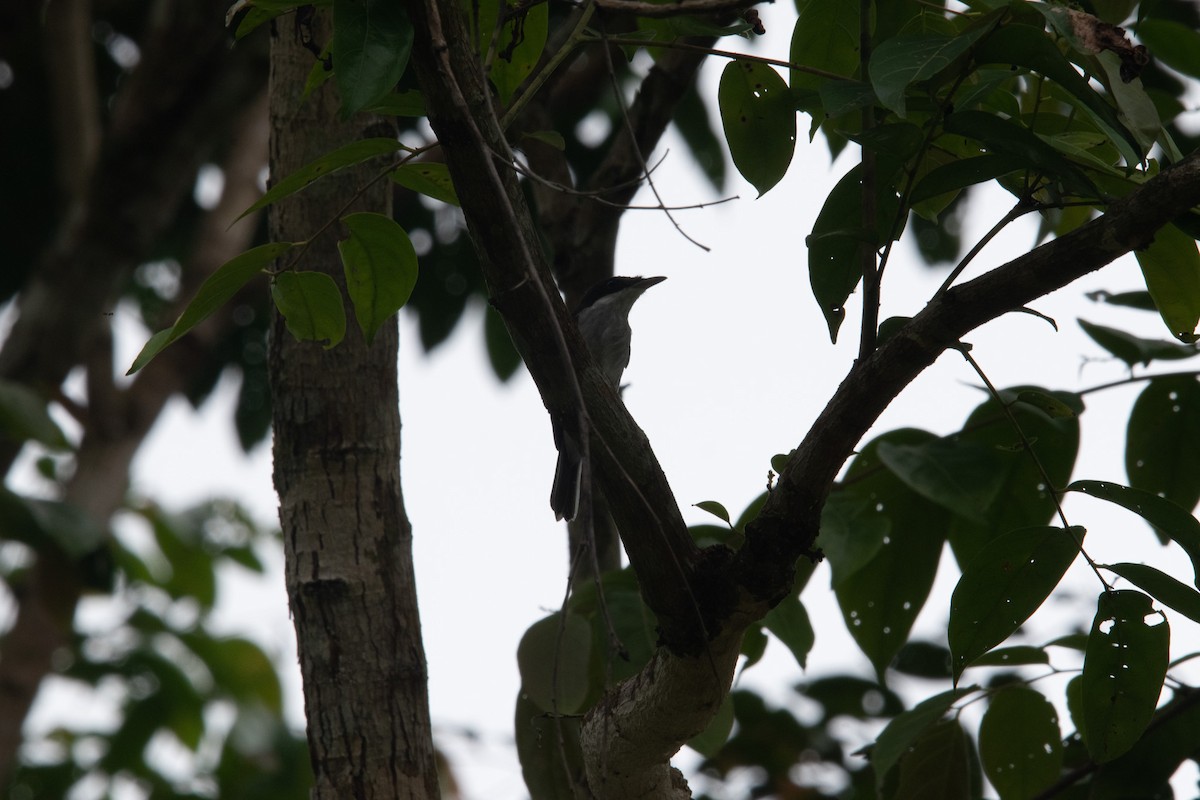 Black-winged Flycatcher-shrike - JJ Jackson