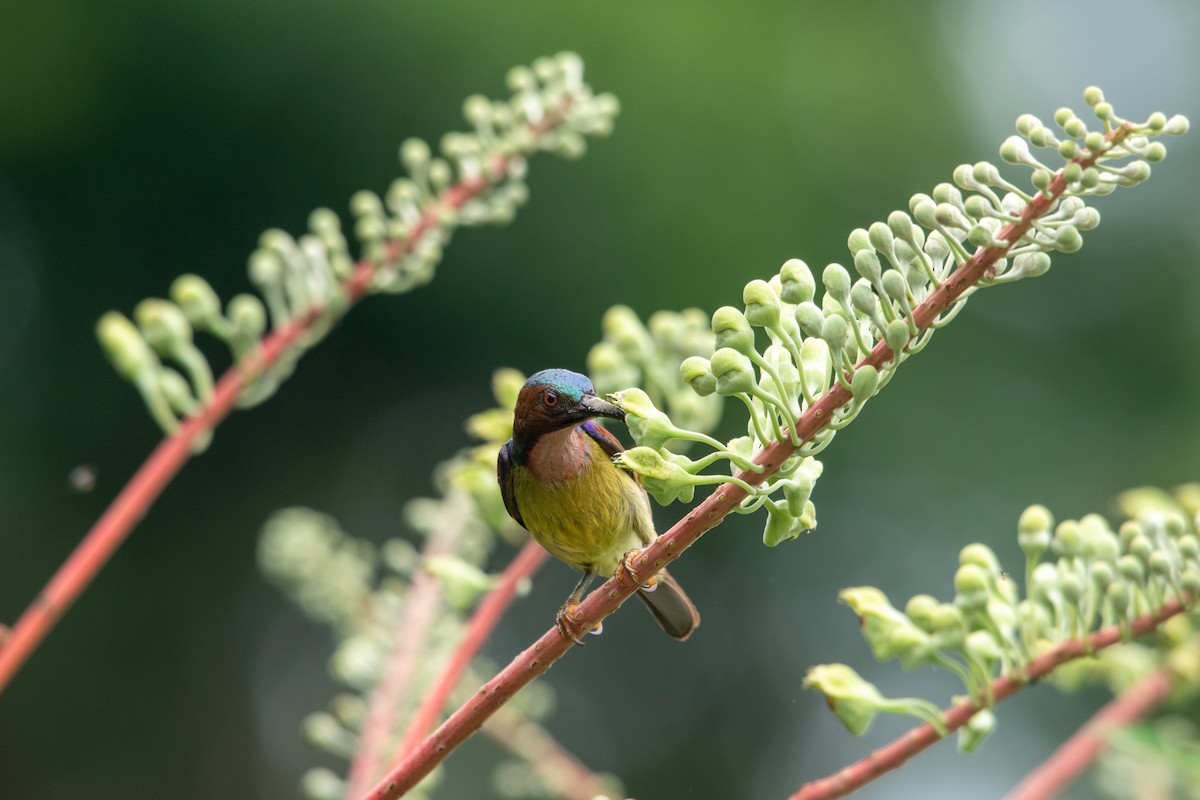 Brown-throated Sunbird - JJ Jackson