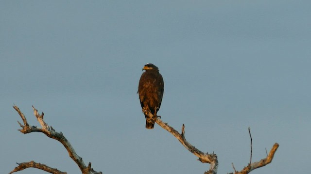 Cuban Black Hawk - ML593973311
