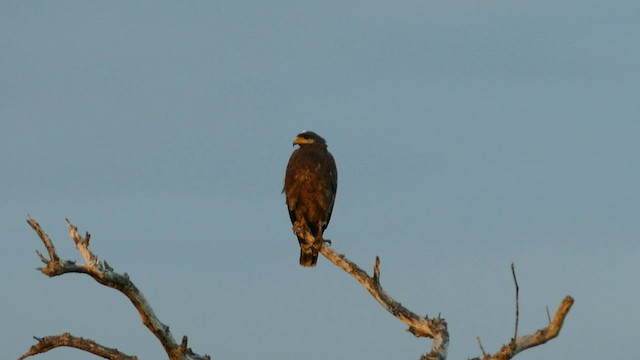 Cuban Black Hawk - ML593973311