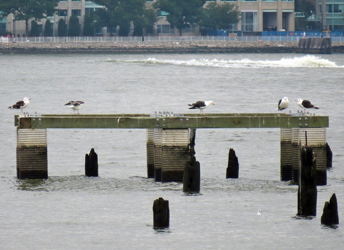 Great Black-backed Gull - ML593973331