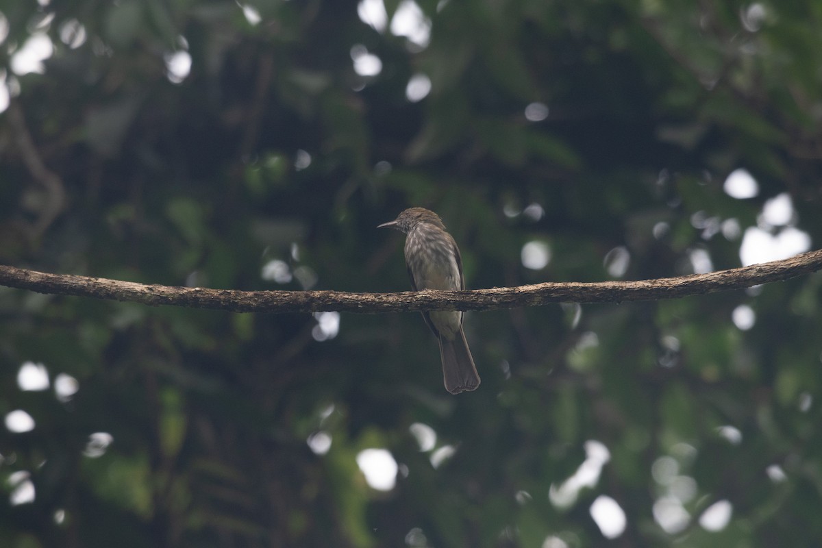 Streaked Bulbul - JJ Jackson