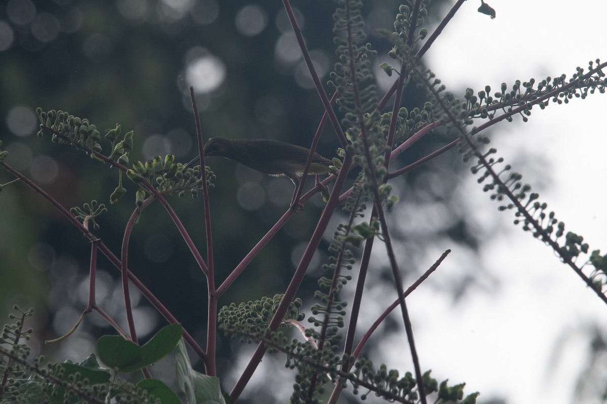 Yellow-eared Spiderhunter - ML593973751