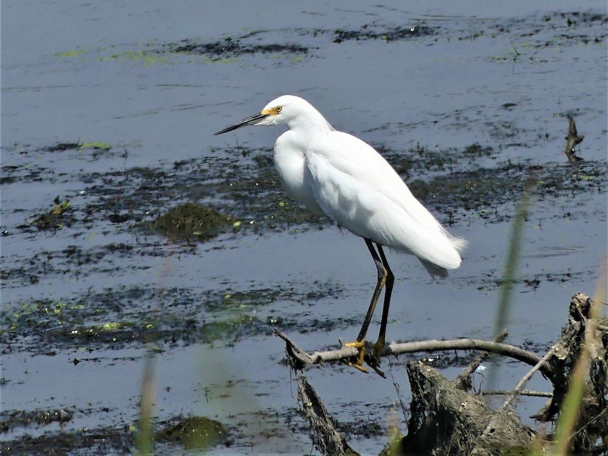 Aigrette neigeuse - ML593974811