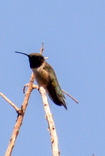 Colibri à gorge noire - ML593975321