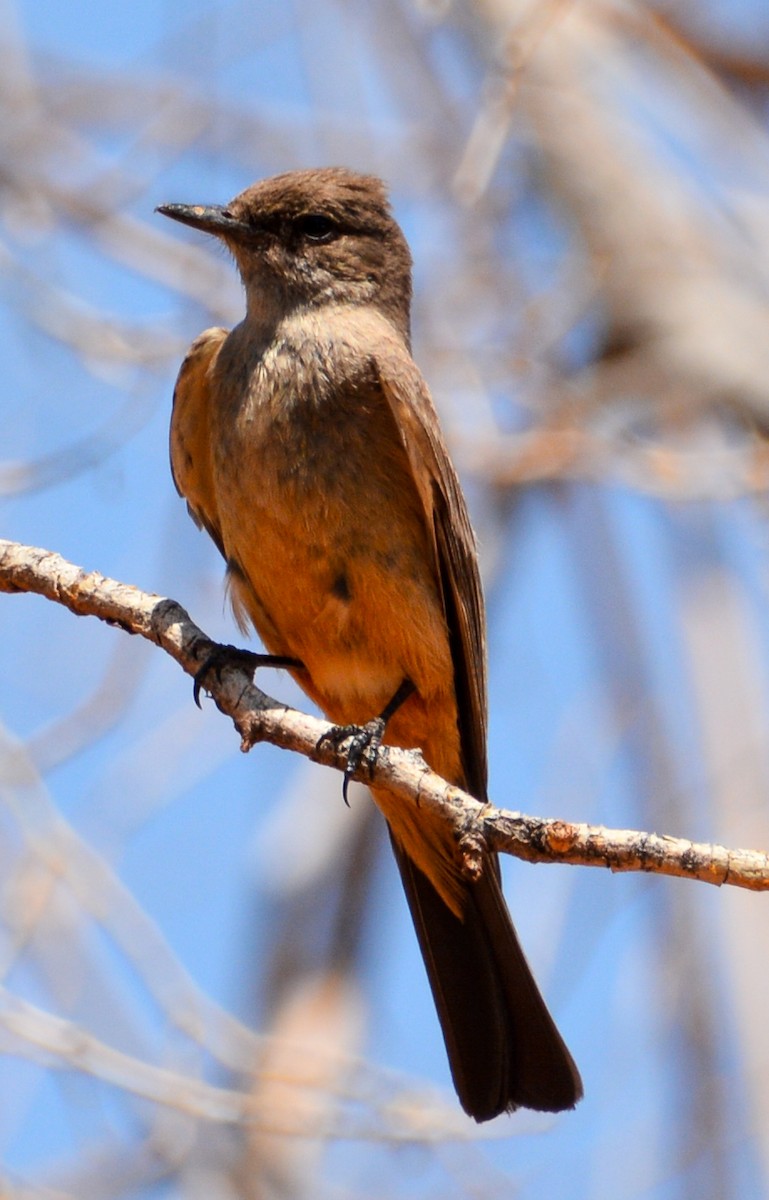 Mosquero Llanero - ML593975631