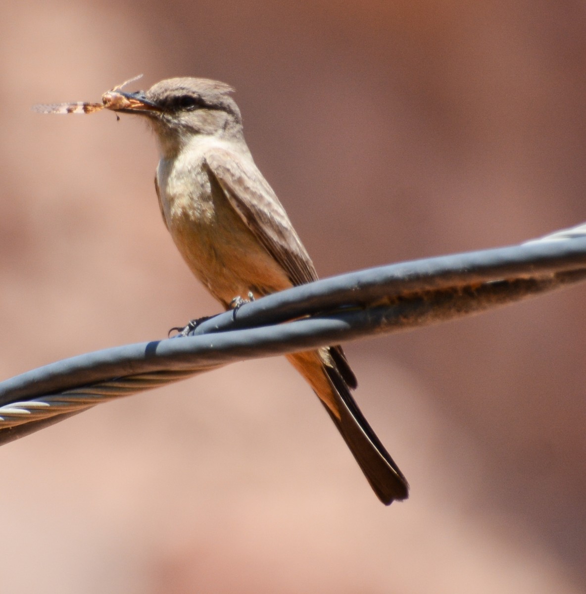 Say's Phoebe - ML593975681