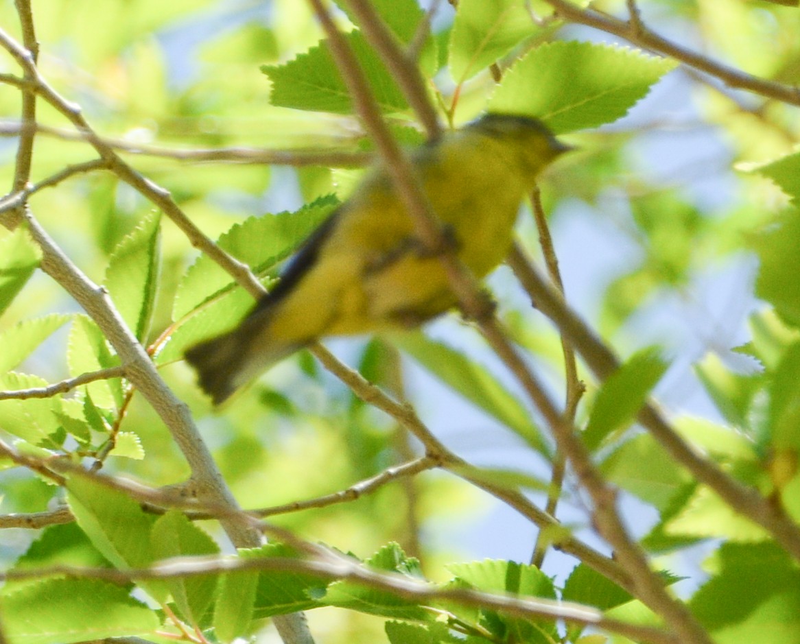 Lesser Goldfinch - ML593975811