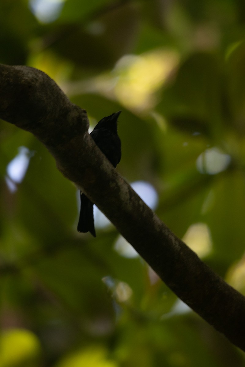 Greater Racket-tailed Drongo - JJ Jackson