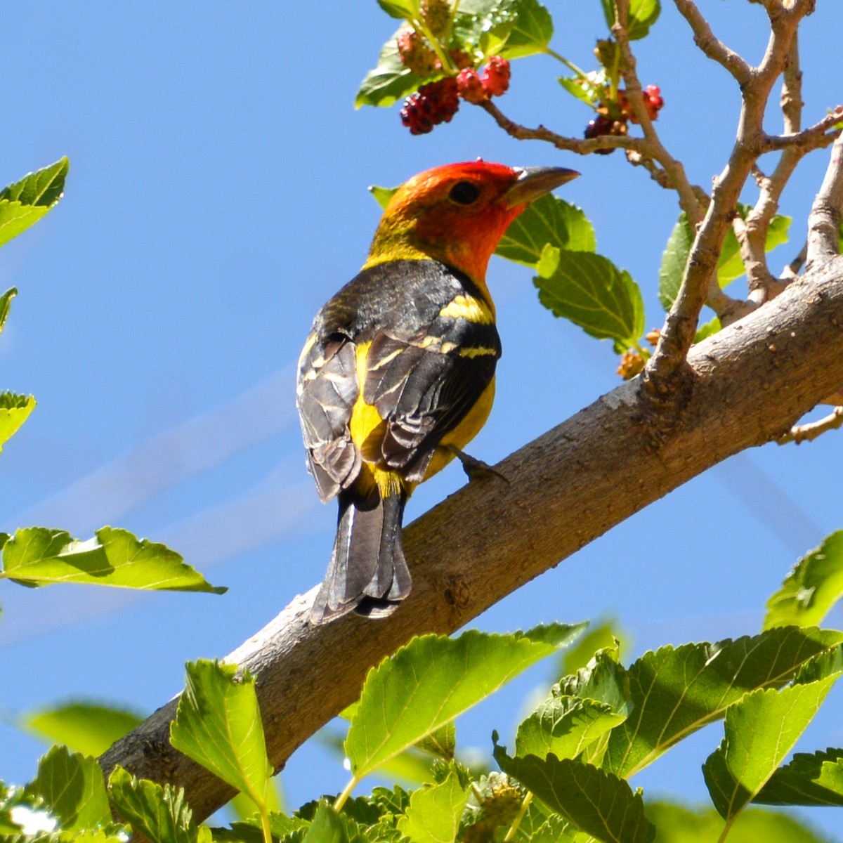 Western Tanager - ML593975971