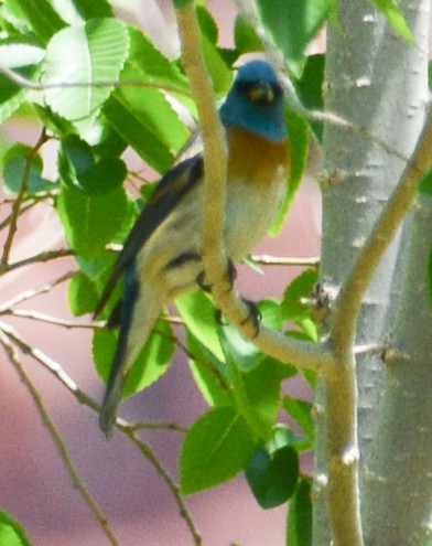 Lazuli Bunting - ML593976471