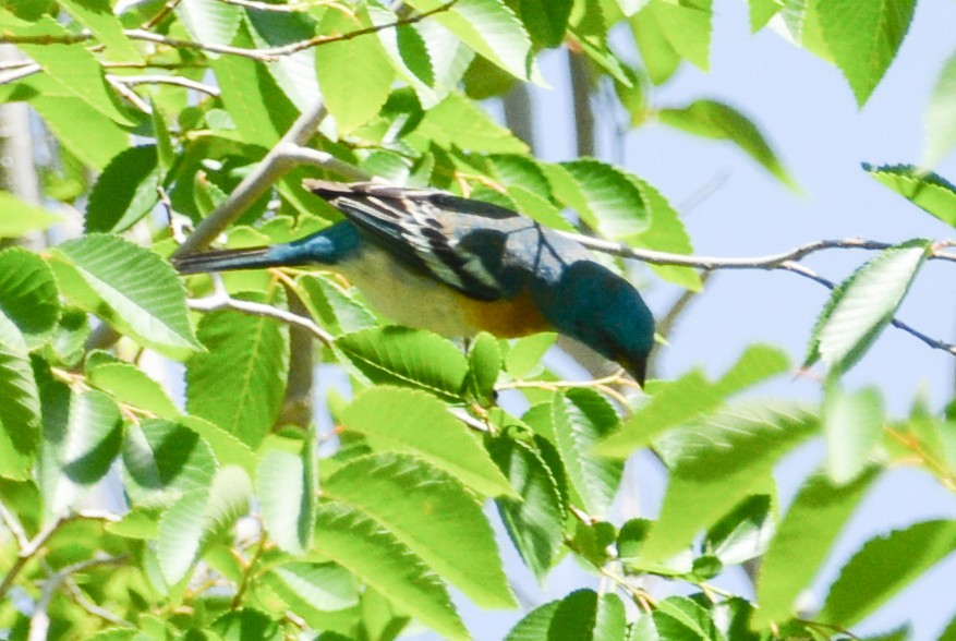 Lazuli Bunting - ML593976491