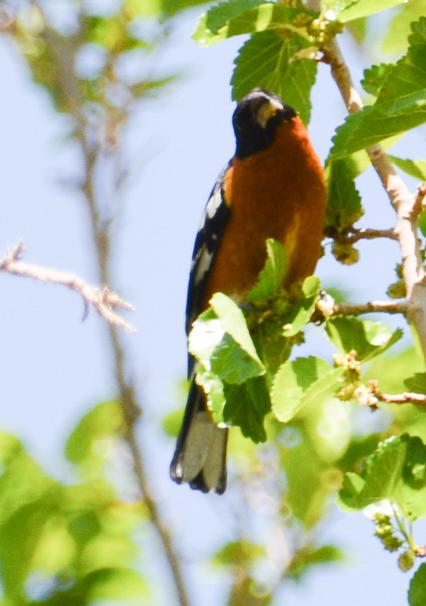 Black-headed Grosbeak - ML593976561