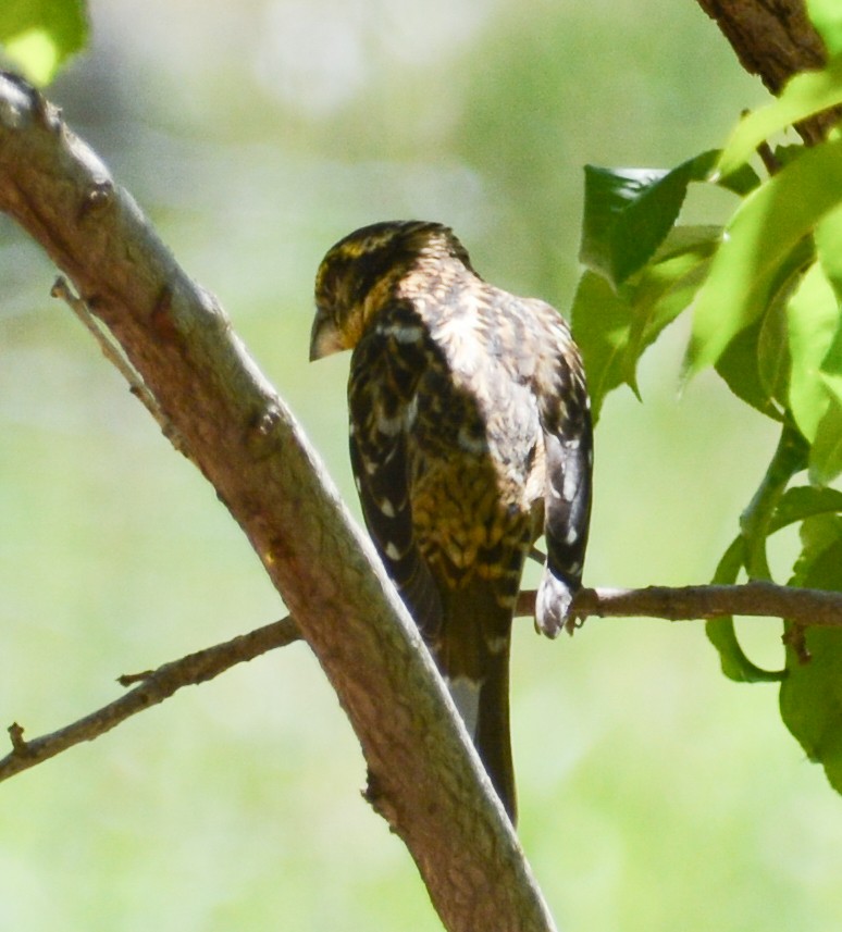 Black-headed Grosbeak - ML593976601