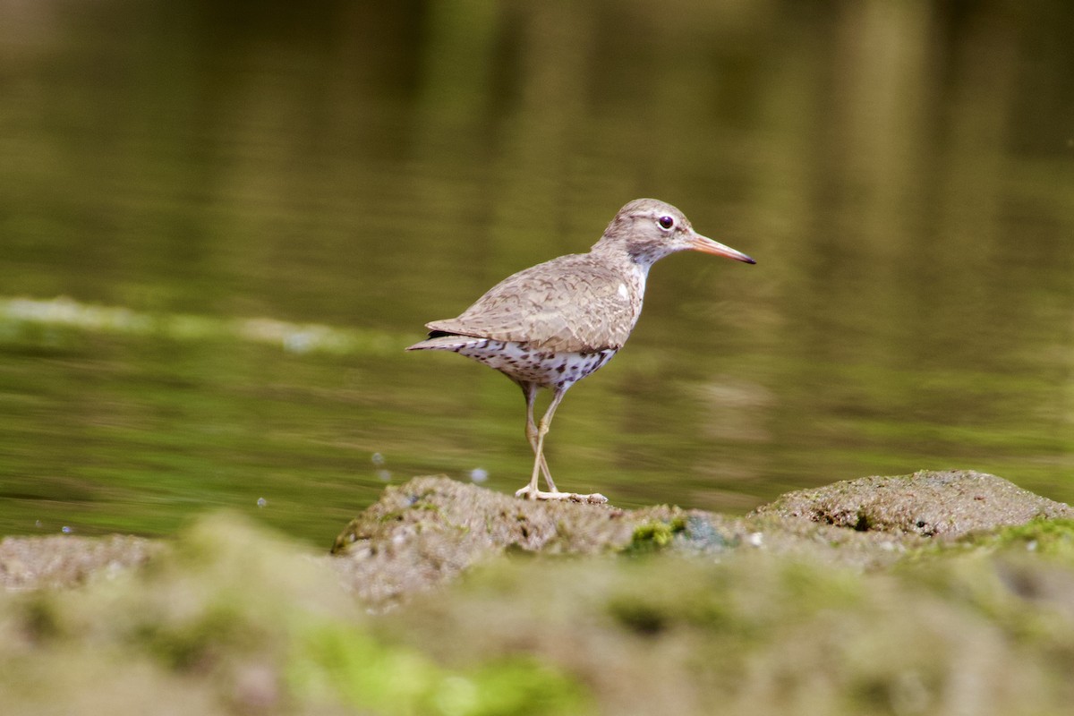 Spotted Sandpiper - Frank  Kahr