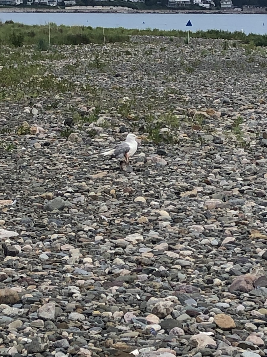 Herring Gull - Tim E.