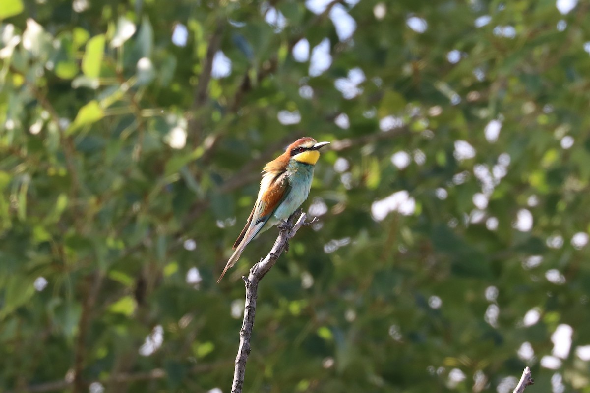 European Bee-eater - ML593978441